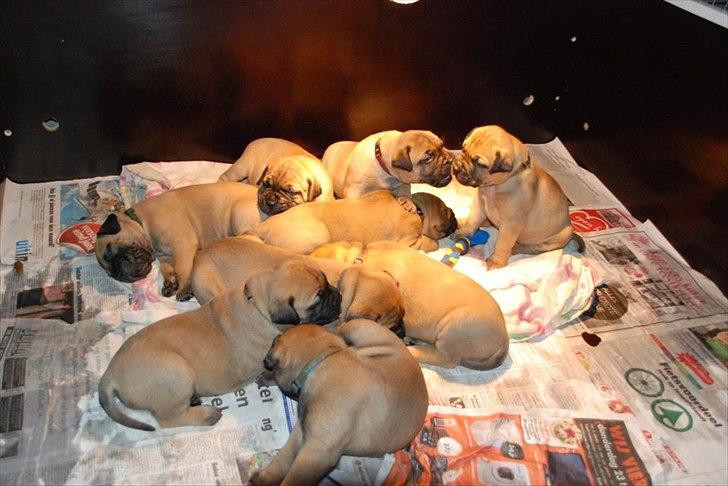 Bullmastiff Courtney's Pride Never Say Never * Missy * billede 8