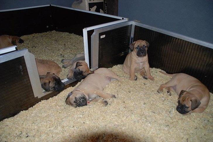 Bullmastiff Courtney's Pride Never Say Never * Missy * billede 14