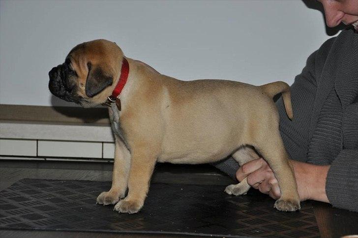 Bullmastiff Courtney's Pride Never Say Never * Missy * - 4,5 uger billede 10