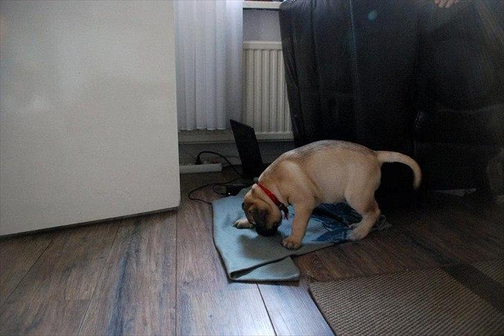 Bullmastiff Courtney's Pride Never Say Never * Missy * billede 13