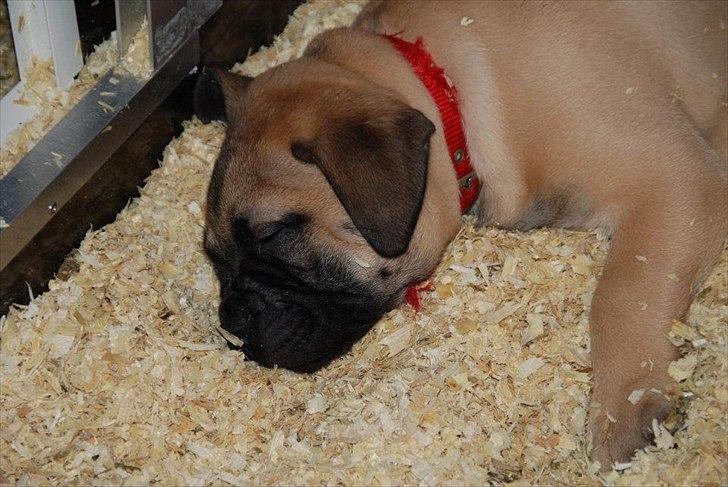 Bullmastiff Courtney's Pride Never Say Never * Missy * billede 16