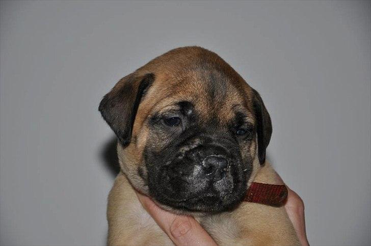 Bullmastiff Courtney's Pride Never Say Never * Missy * billede 6