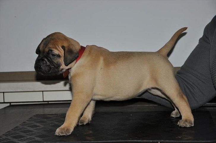 Bullmastiff Courtney's Pride Never Say Never * Missy * billede 11