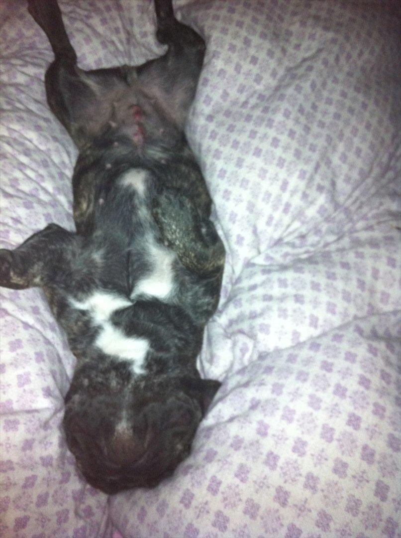 Fransk bulldog Bertha billede 8