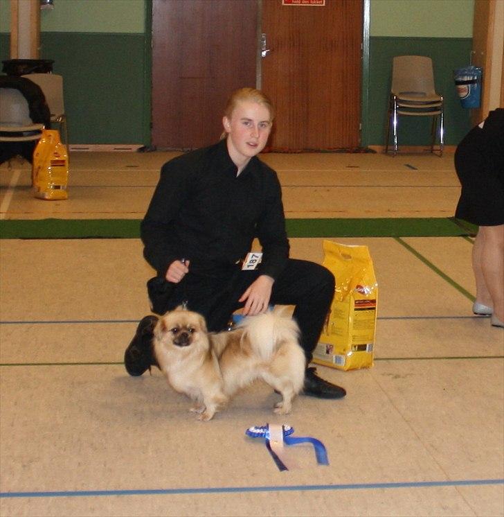 Tibetansk spaniel Nyima's Blue Impromtu - BIS 2 Juleskue, Brørup billede 13