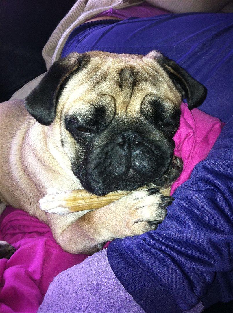 Mops Uffe billede 17