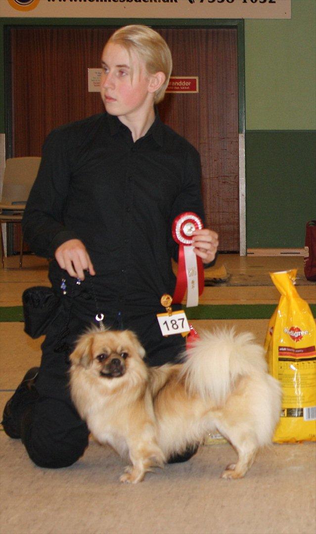 Tibetansk spaniel Nyima's Blue Impromtu - BIG 1, Juleskue i Brørup billede 14