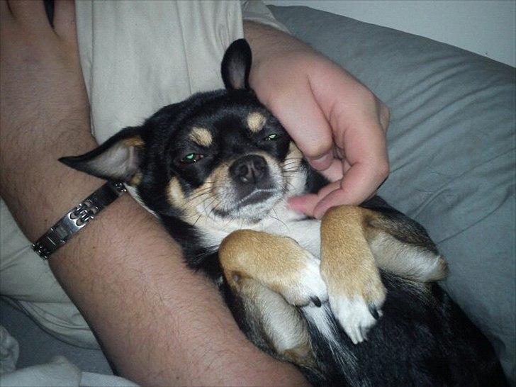 Chihuahua Bailey billede 17