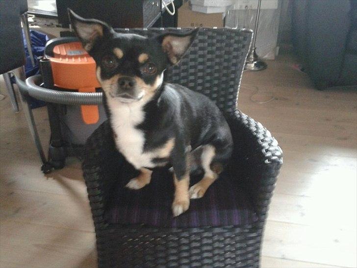 Chihuahua Bailey billede 18