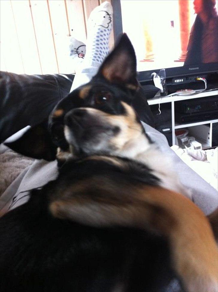 Chihuahua Bailey billede 19