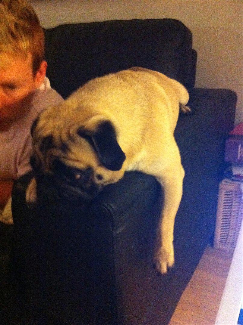 Mops Uffe billede 18