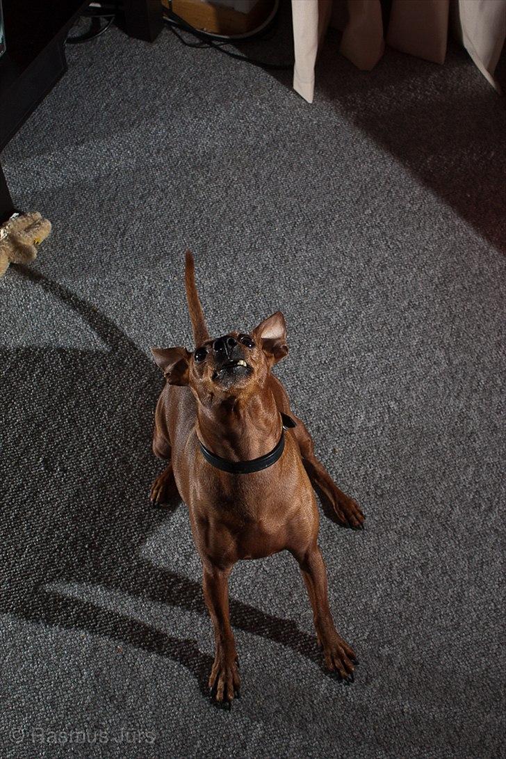 Dvaergpinscher Jazz billede 1