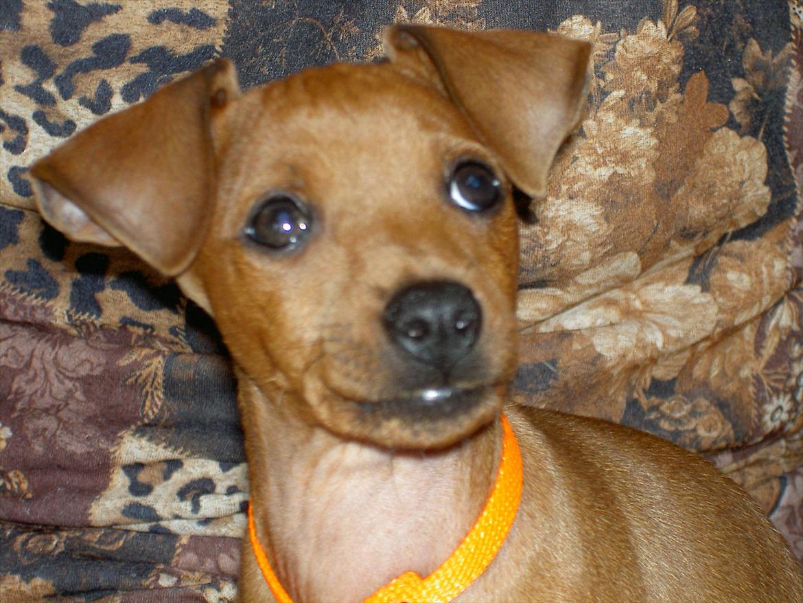 Dvaergpinscher Jazz billede 2