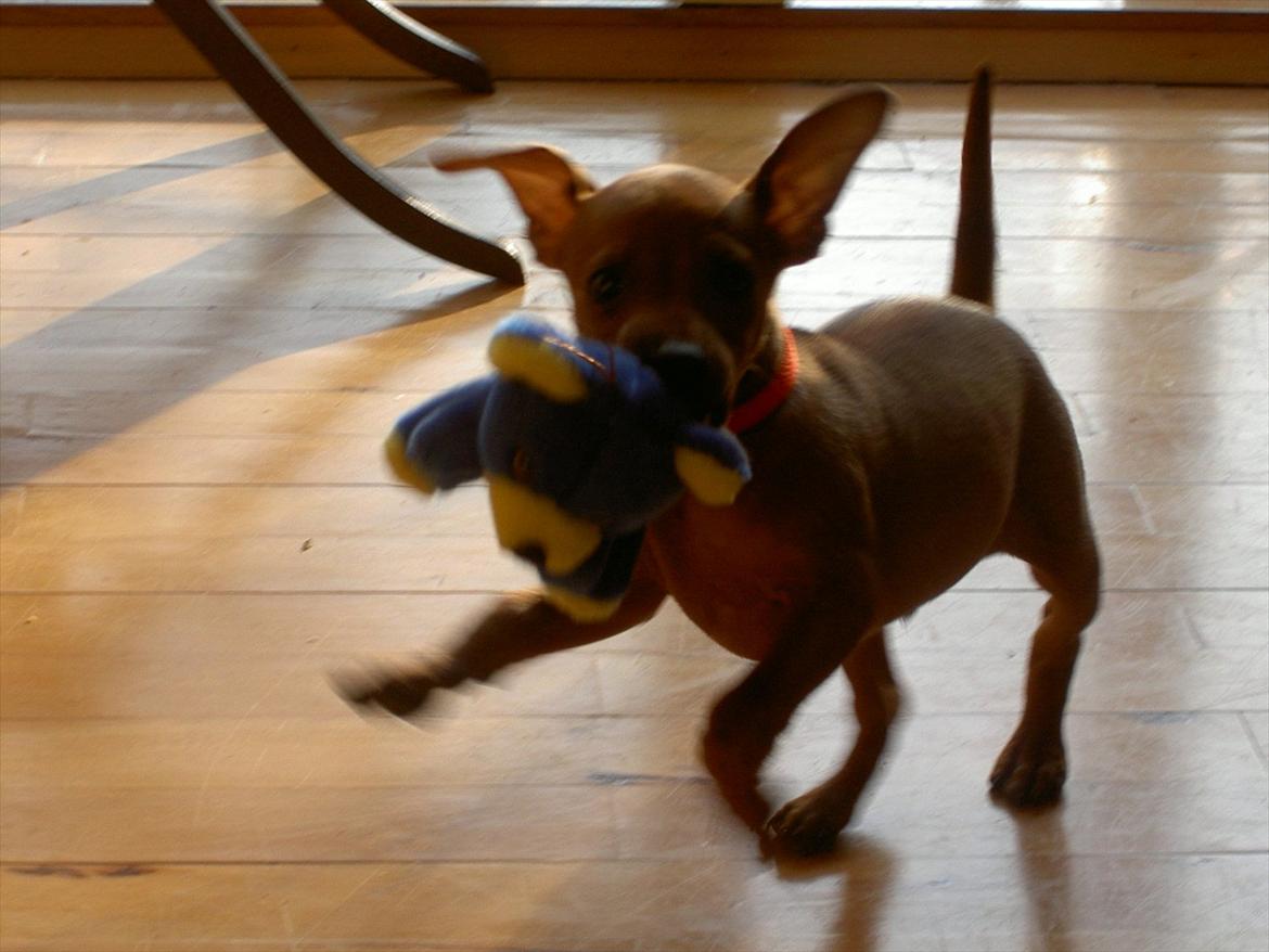 Dvaergpinscher Jazz billede 3