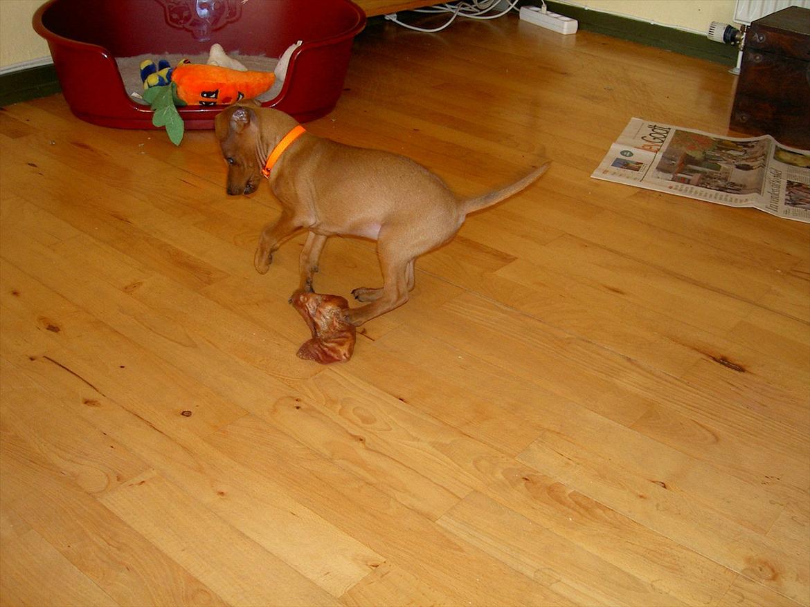 Dvaergpinscher Jazz billede 4