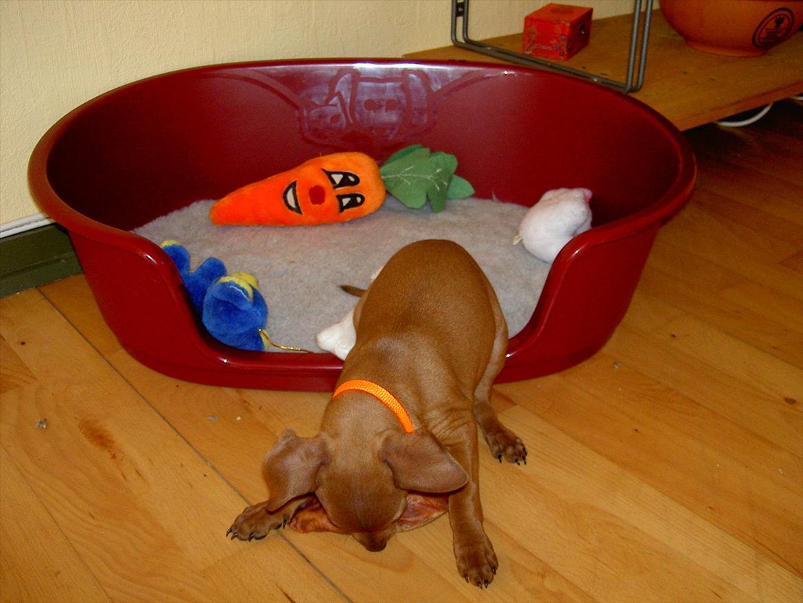 Dvaergpinscher Jazz billede 5