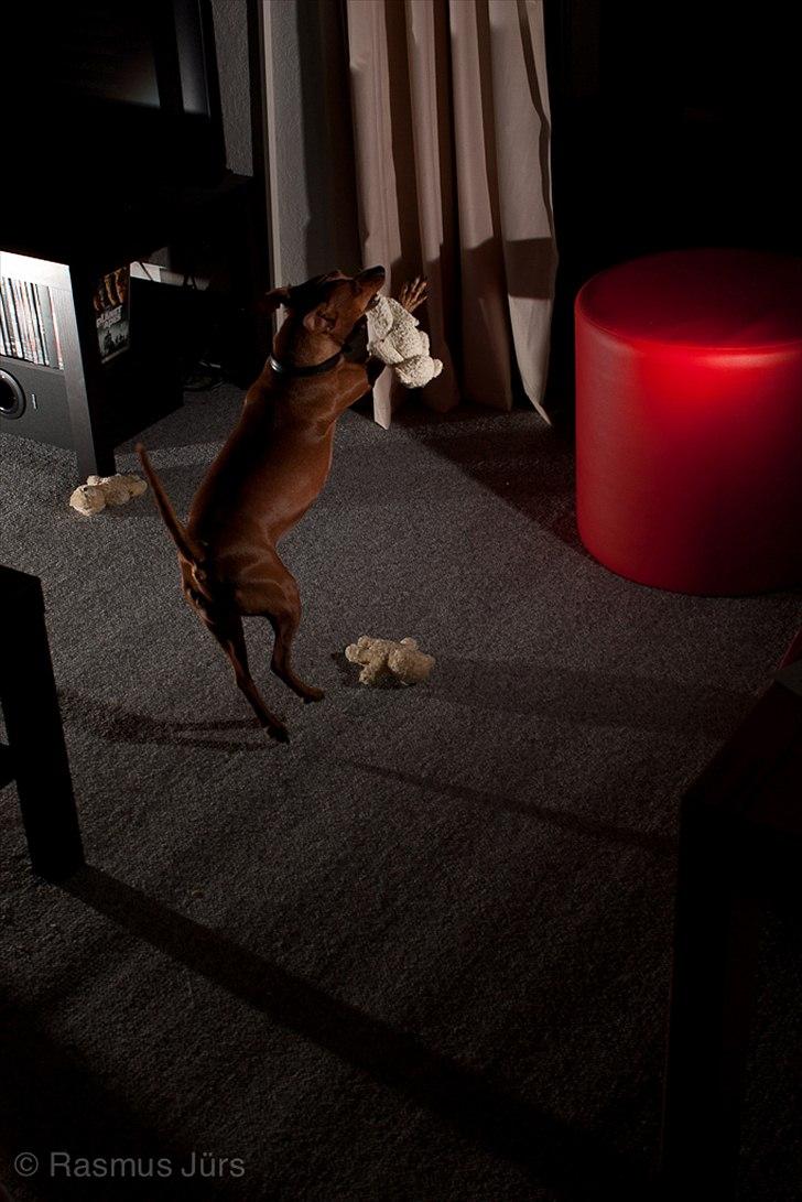 Dvaergpinscher Jazz billede 6