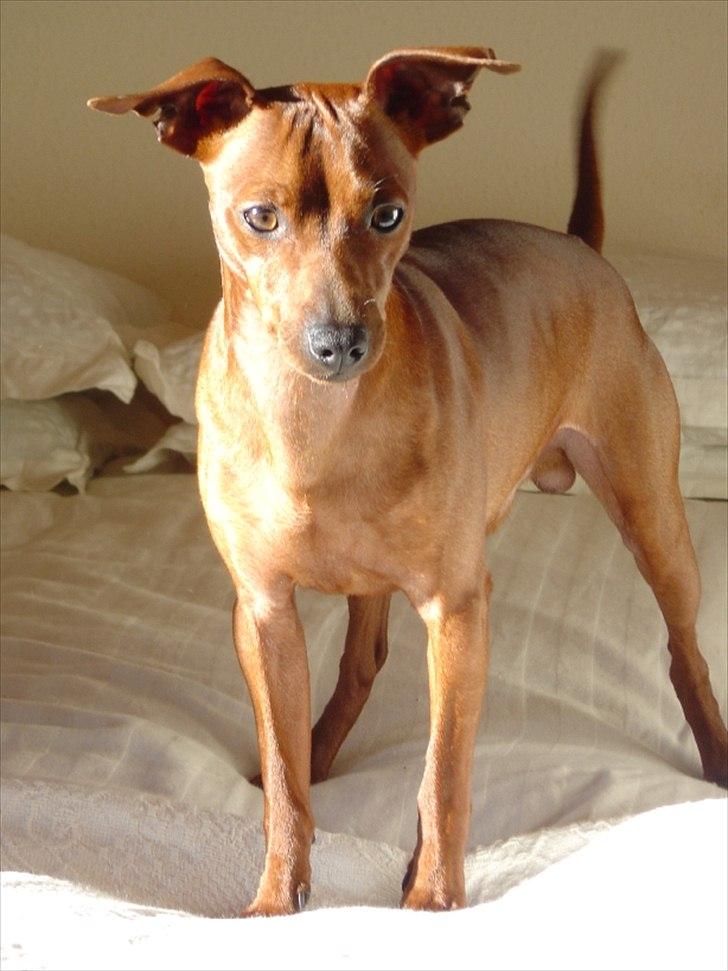 Dvaergpinscher Jazz billede 7