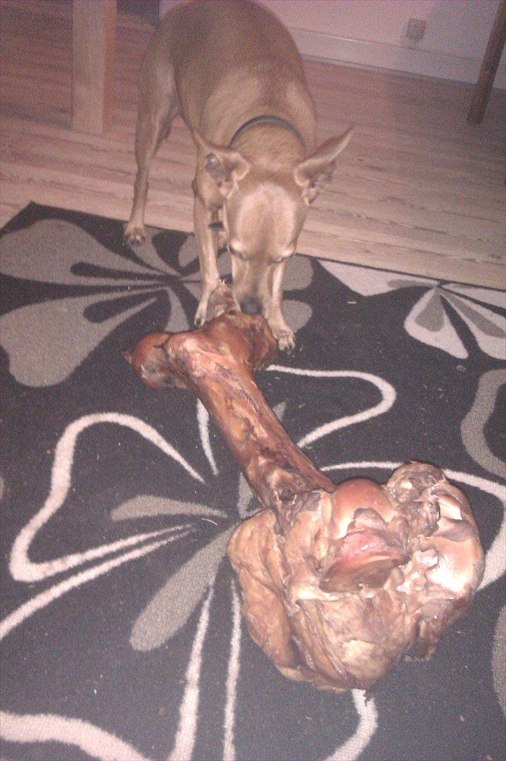 Dvaergpinscher Jazz billede 8