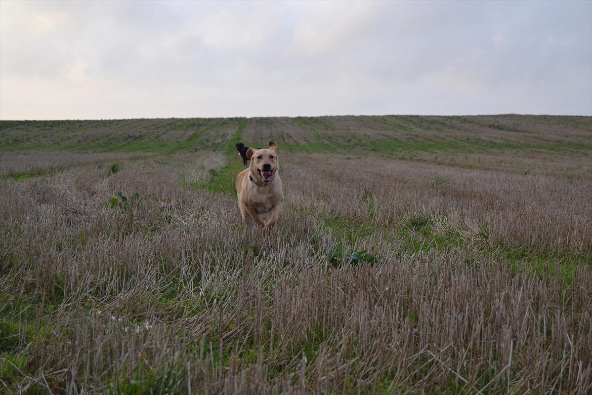 Blanding af racer Koda (Batman junior) <3 billede 15