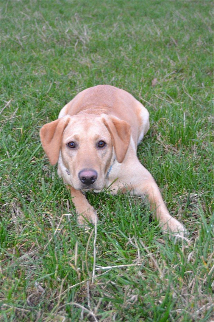 Blanding af racer Koda (Batman junior) <3 billede 16