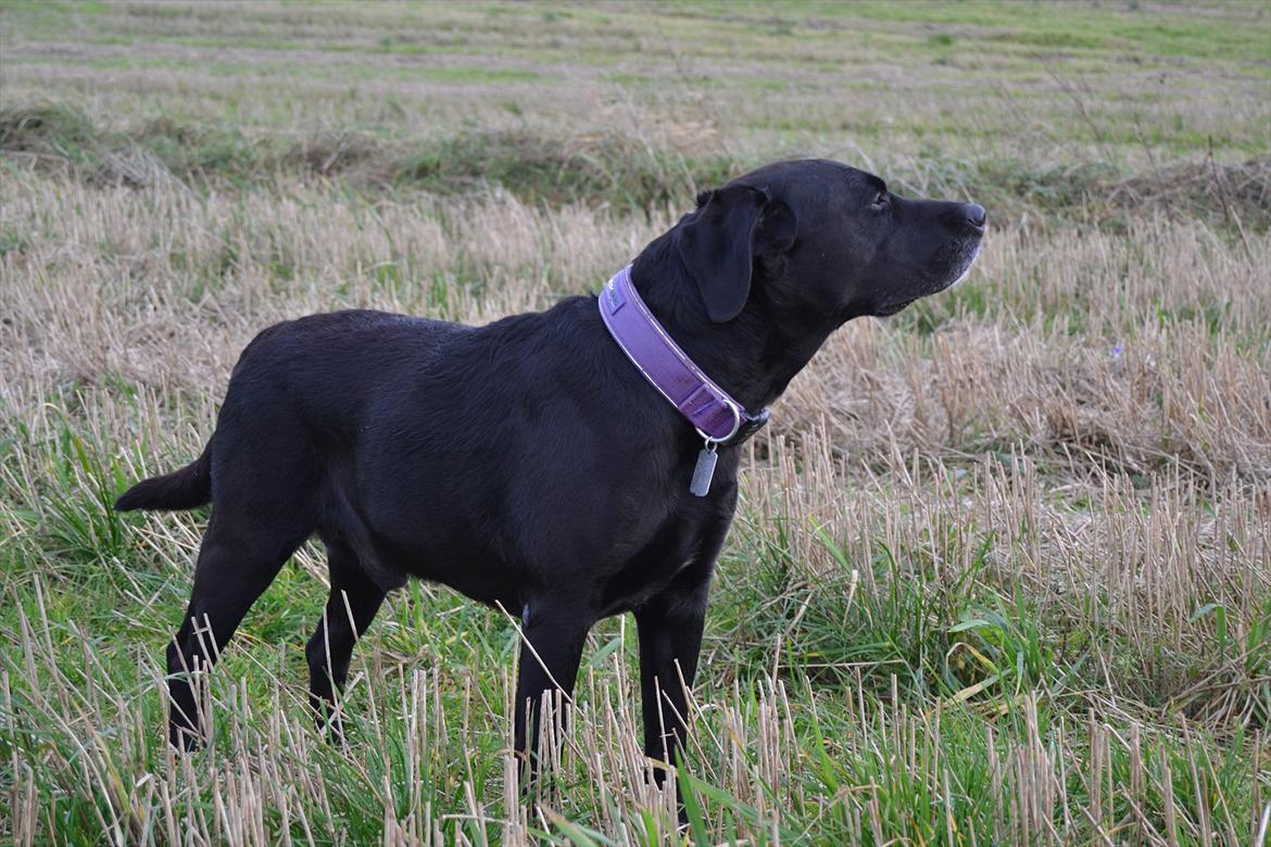 Blanding af racer Batman <3 billede 12