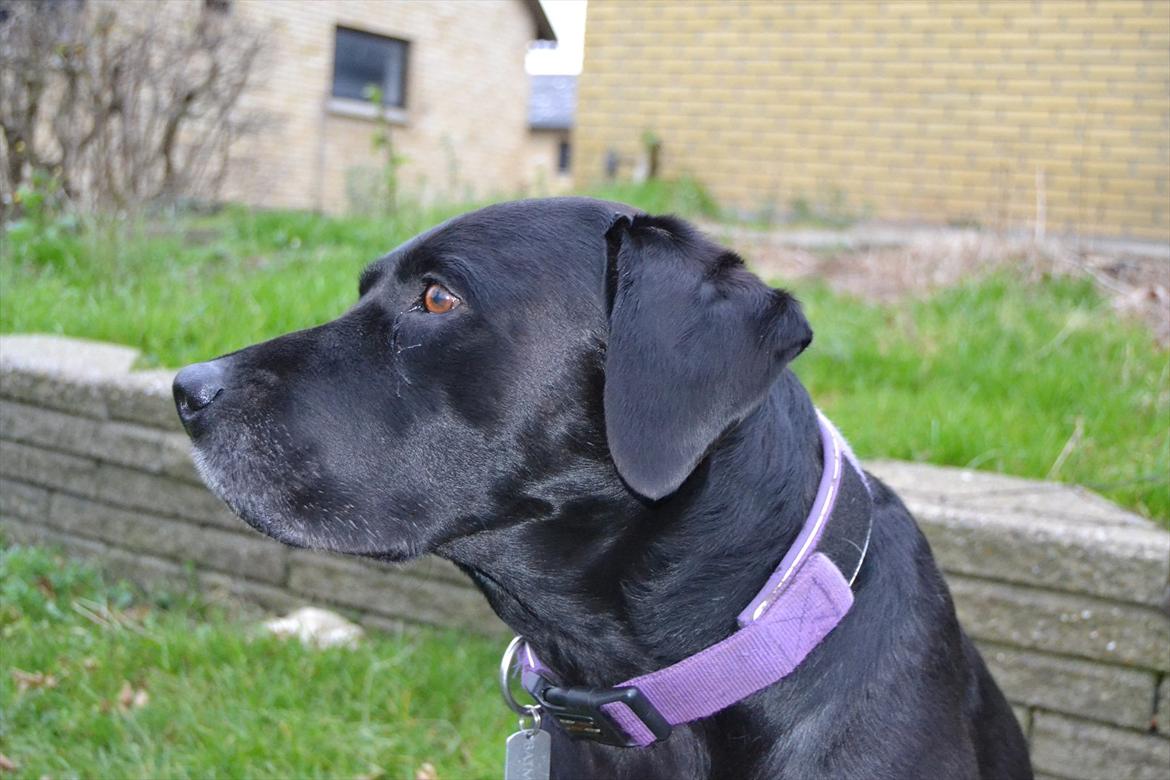 Blanding af racer Batman <3 billede 13