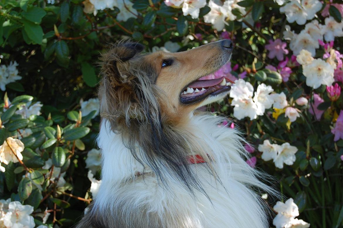 Collie langhåret CHILLI | Prinsessen billede 17