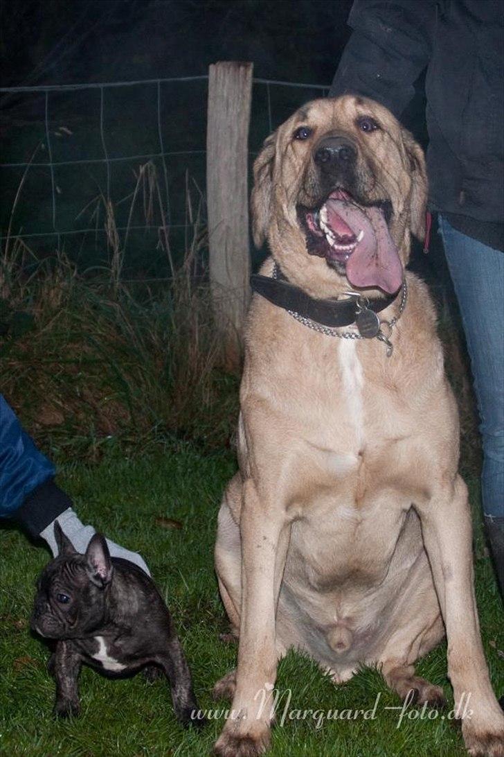 Fransk bulldog Ferdinan "Pumba" - 20.11/2011 billede 9