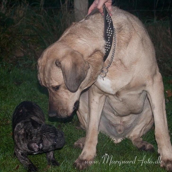 Fransk bulldog Ferdinan "Pumba" - 20.11/2011 billede 10