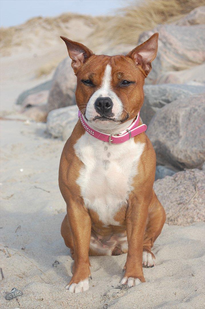 Staffordshire bull terrier Staff Royals  Get Lucky( Mika) billede 2