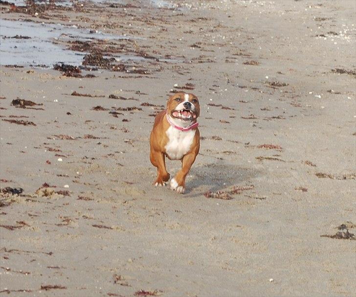 Staffordshire bull terrier Staff Royals  Get Lucky( Mika) billede 10