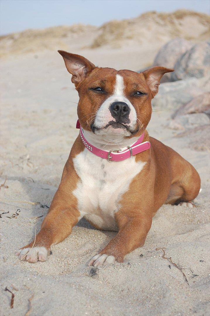 Staffordshire bull terrier Staff Royals  Get Lucky( Mika) billede 11