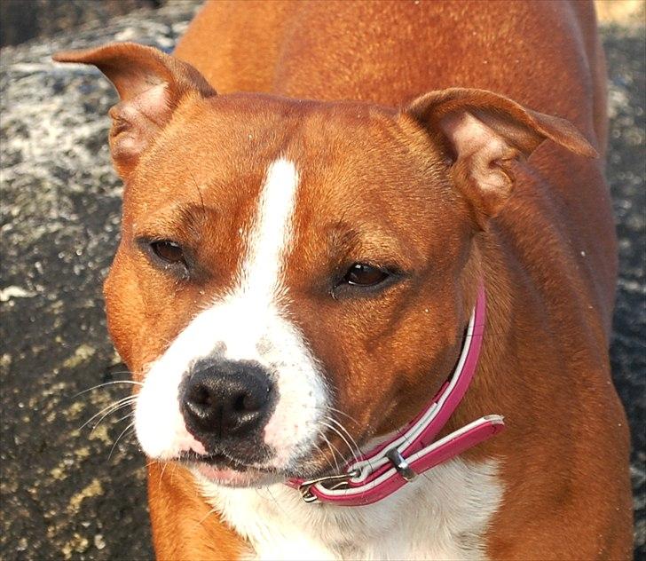 Staffordshire bull terrier Staff Royals  Get Lucky( Mika) billede 1