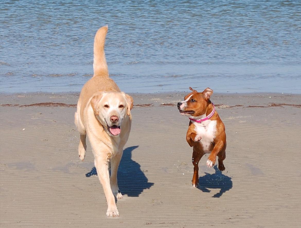 Staffordshire bull terrier Staff Royals  Get Lucky( Mika) billede 9