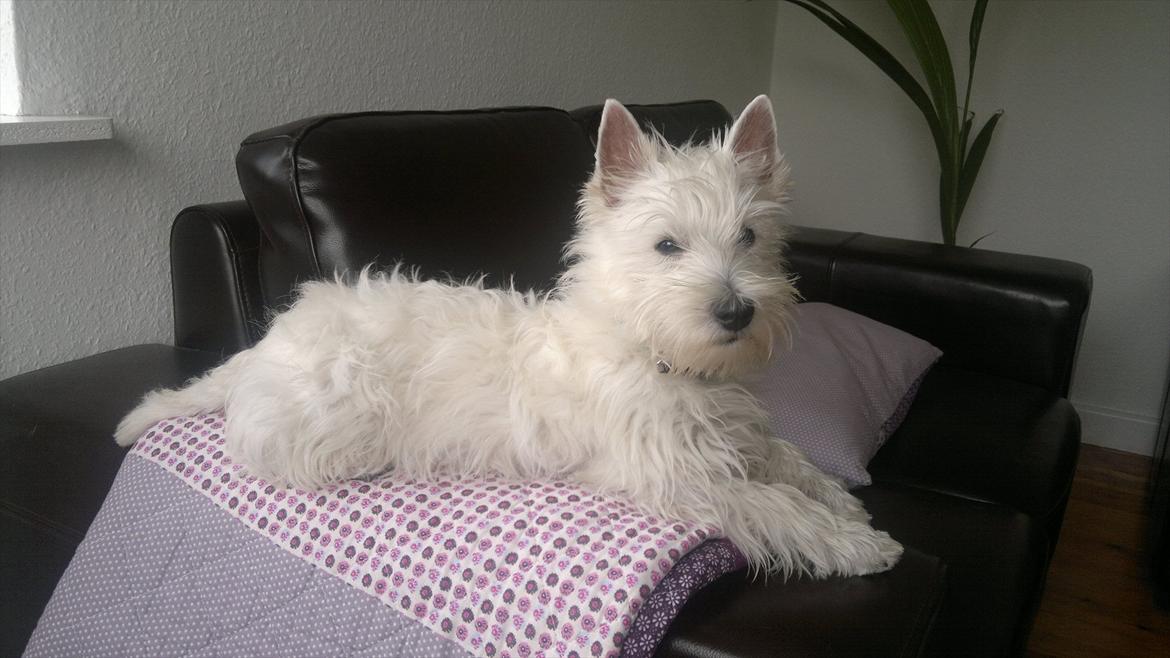 West highland white terrier Airas Gucci (Maddie) - Lille fotomodel :) billede 1