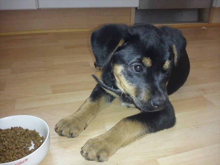 Blanding af racer Tøsen billede 1