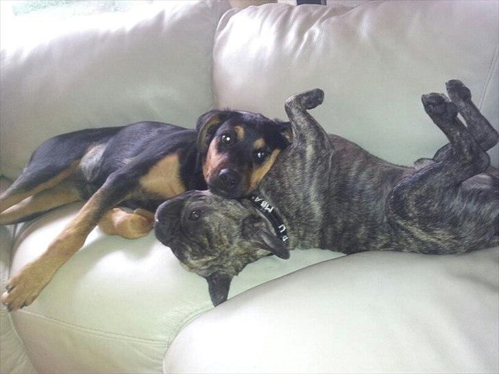 Blanding af racer Tøsen billede 2