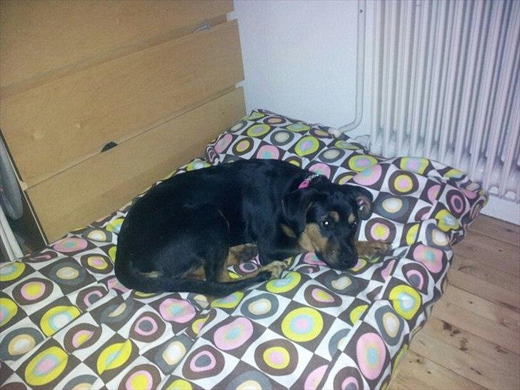 Blanding af racer Tøsen billede 3