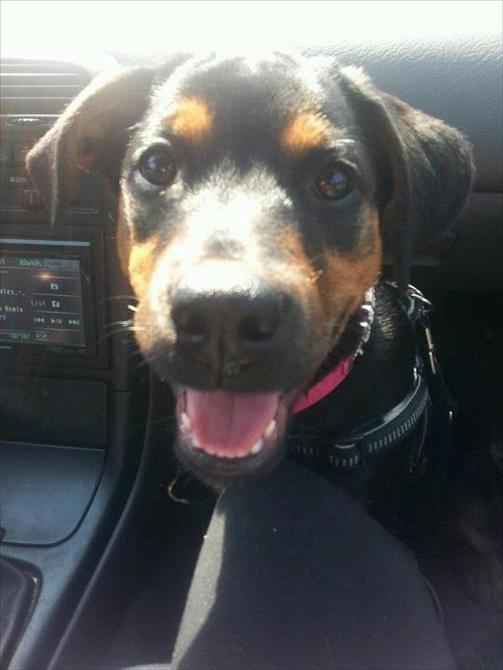 Blanding af racer Tøsen billede 4