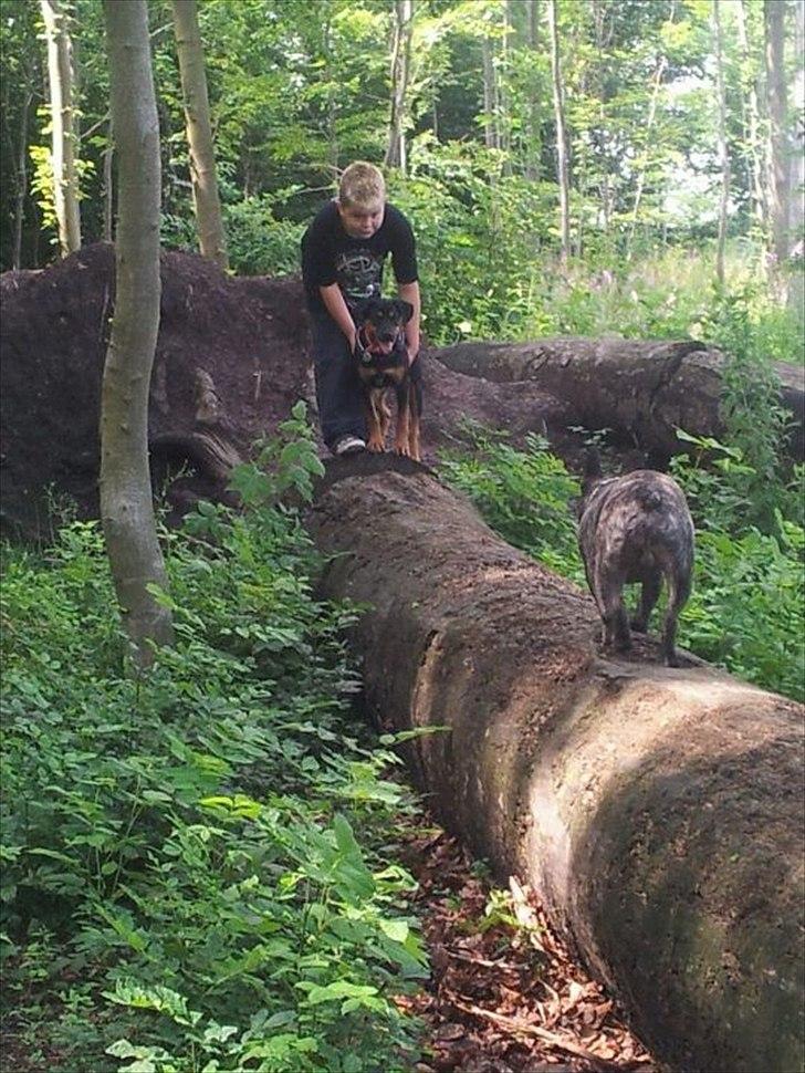Blanding af racer Tøsen billede 6