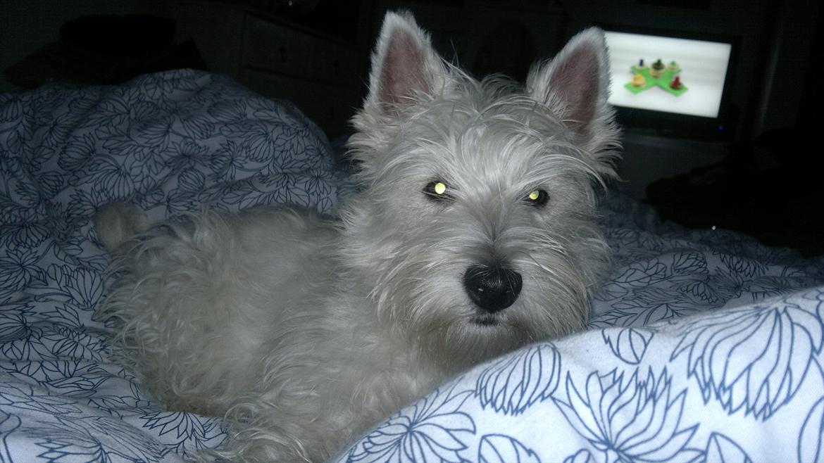 West highland white terrier Airas Gucci (Maddie) - Maddiemusen skal til at sove. billede 2