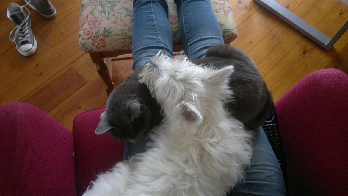 West highland white terrier Airas Gucci (Maddie) - Maddie og Wilma der putter på skødet :) billede 3