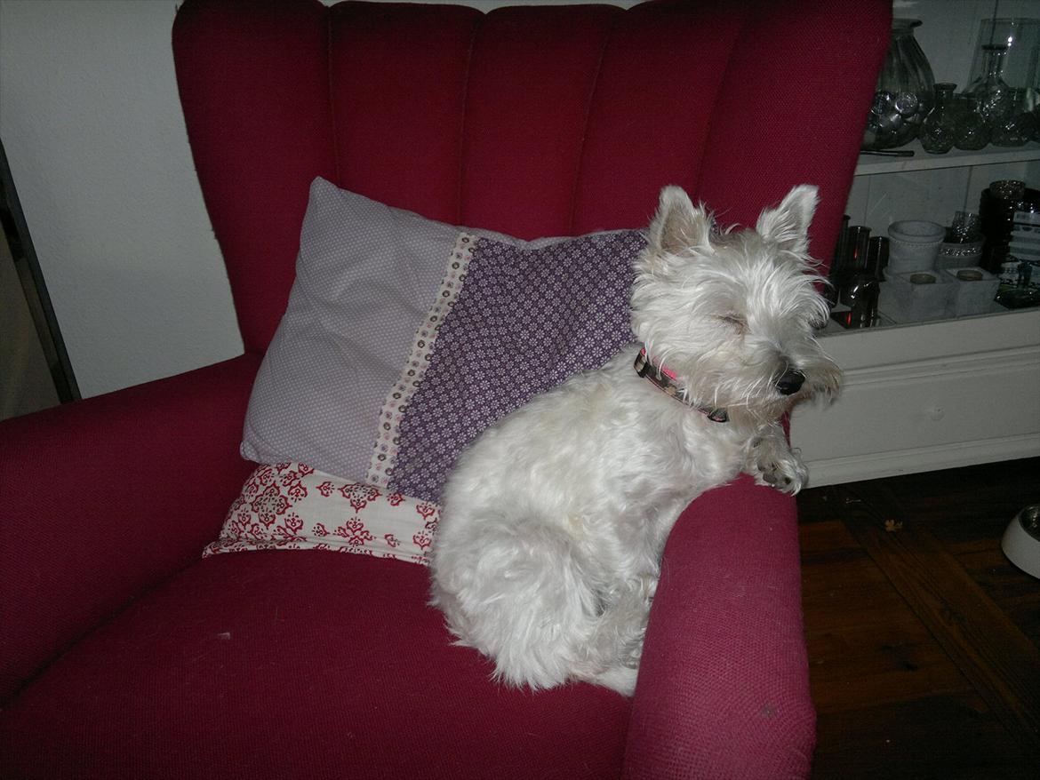 West highland white terrier Airas Gucci (Maddie) - ''Jeg tager mig lige en lille lur, ik?'' :) billede 4
