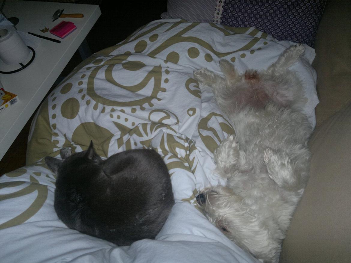 West highland white terrier Airas Gucci (Maddie) - Wilma og Maddie om søndagen :) billede 5