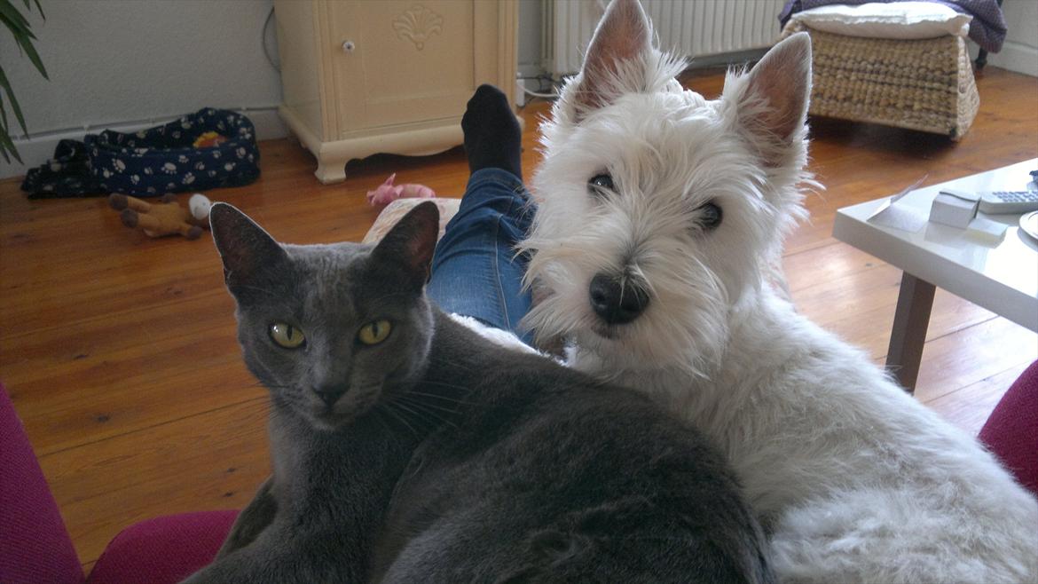 West highland white terrier Airas Gucci (Maddie) - ''Er vi ikke yndige'' :) billede 6