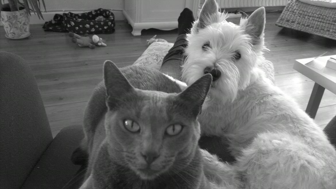 West highland white terrier Airas Gucci (Maddie) - Også i sort og hvid :) billede 7