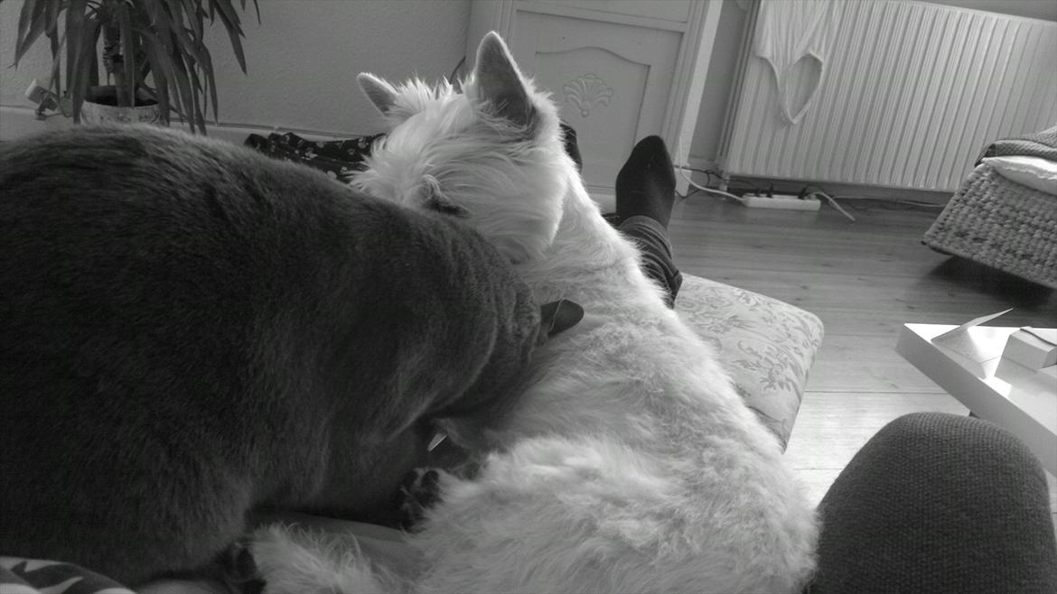 West highland white terrier Airas Gucci (Maddie) - Wilma vil nusses af Maddie :) billede 8