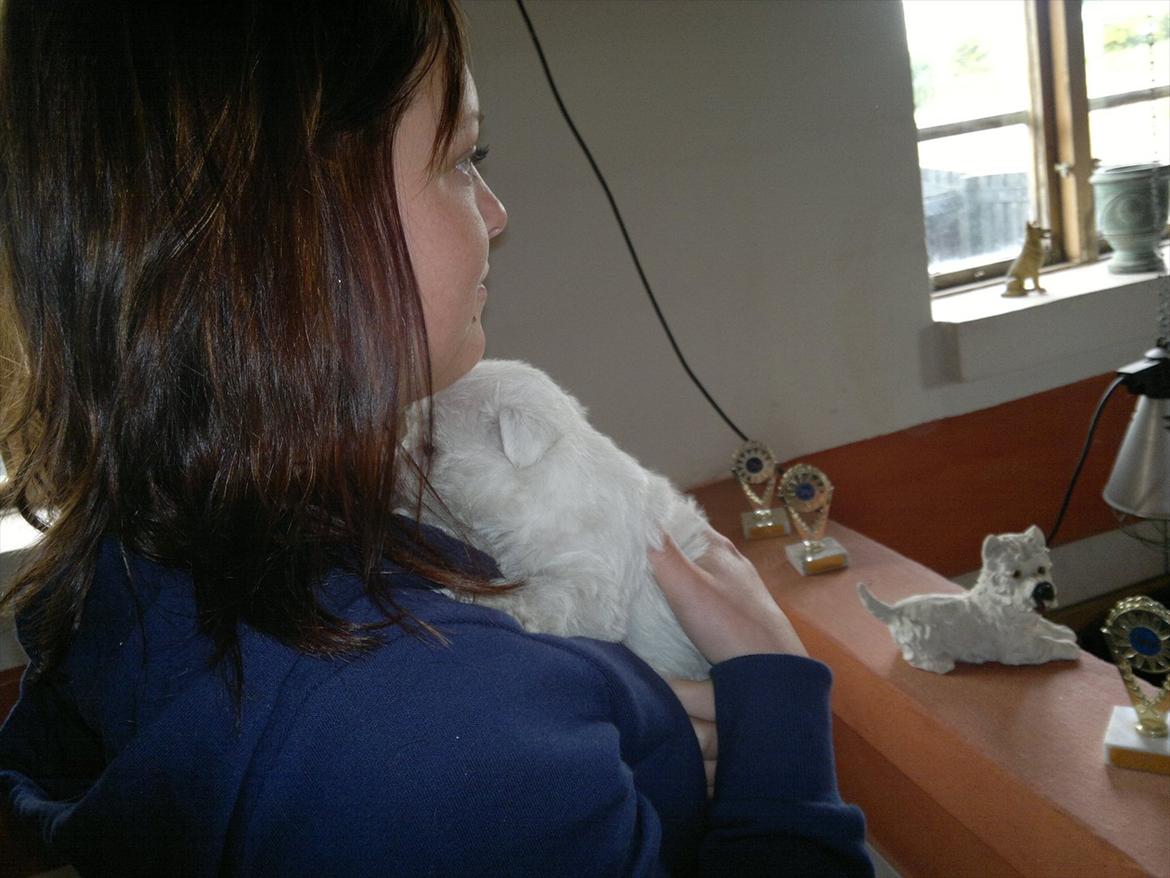 West highland white terrier Airas Gucci (Maddie) - Lille bitte maddie på kun seks uger billede 9