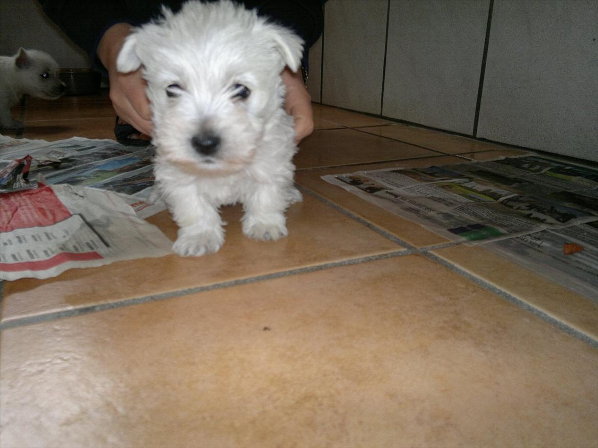 West highland white terrier Airas Gucci (Maddie) - Maddie kun seks uger gammel billede 10